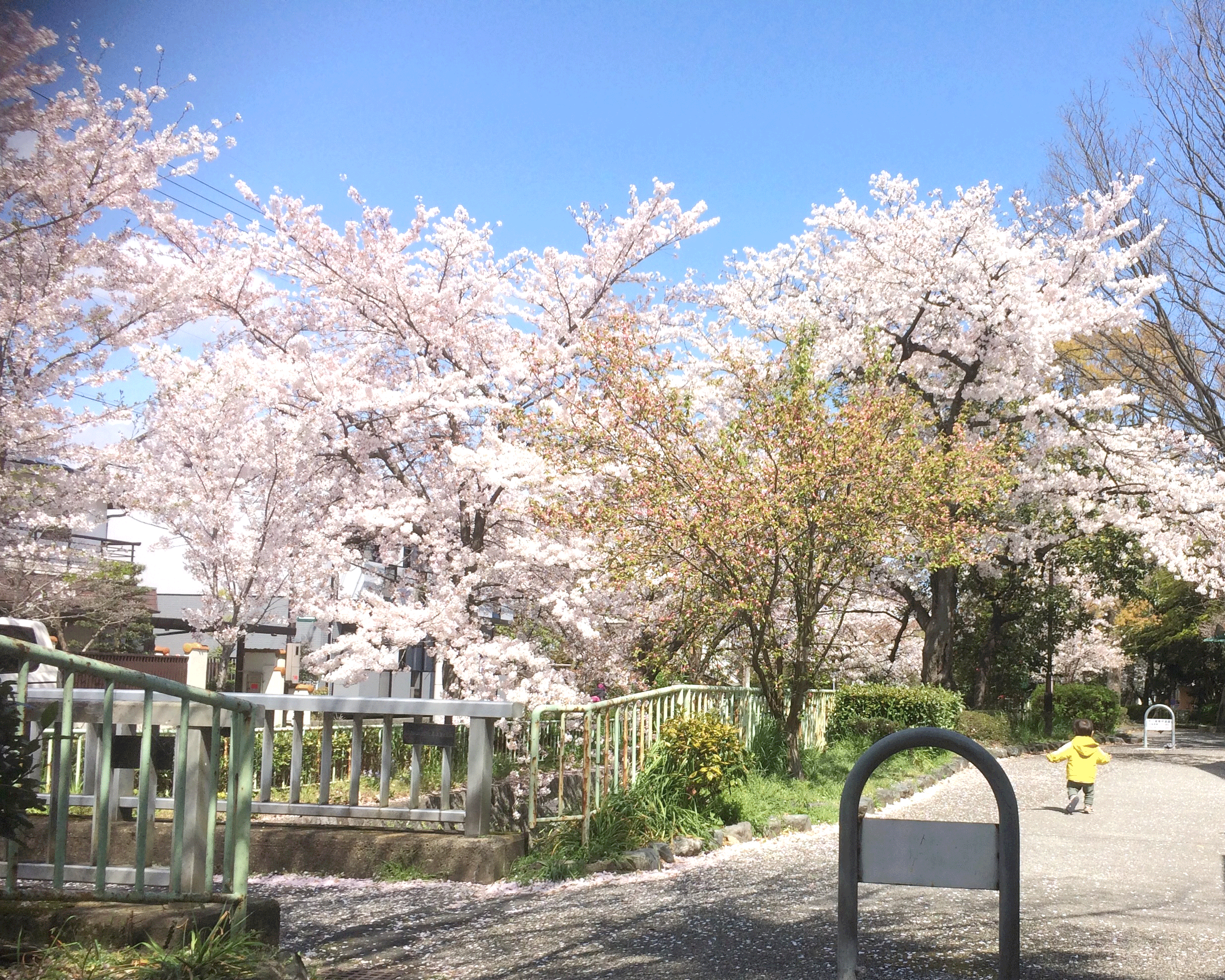 Hanami – Die Tradition der Kirschblüten in Japan