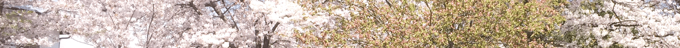 Hanami – Die Tradition der Kirschblüten in Japan